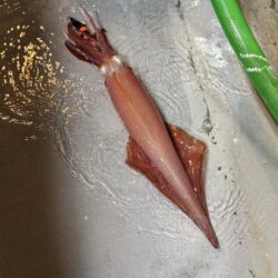 鳥取シロイカ釣り｜渋くて厳しかったけどサイズ良く満足！