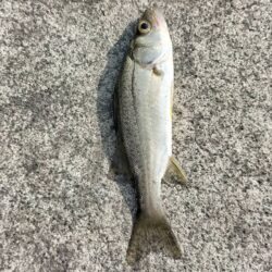 釣姫漁港で小物五目釣り