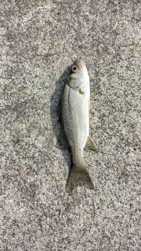 釣姫漁港で小物五目釣り