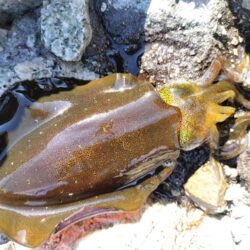 新子探し