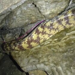 夜釣り大物狙いでしたが。