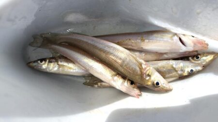 なかなか釣果が上がらず