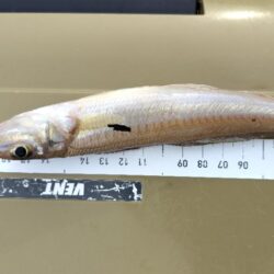 昼間の釣行