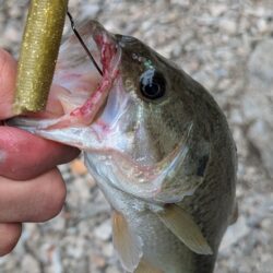 夏・曇天のバス釣り