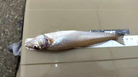 釣りあるある