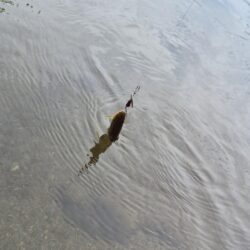 渇水で活性上がる！？