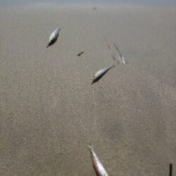 三重釣行4