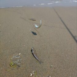 三重釣行5