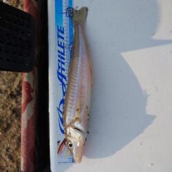遠投投げ釣り