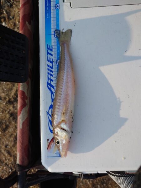 遠投投げ釣り