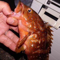 電気ウキ釣り 18