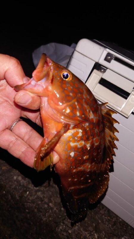 電気ウキ釣り 18
