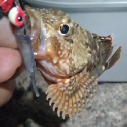 チヌ