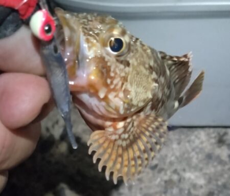 チヌ