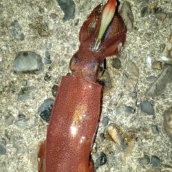 ケンサキ