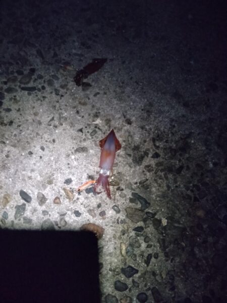 ケンサキ