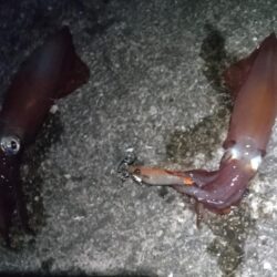 ケンサキ