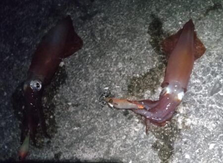 ケンサキ
