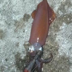 ケンサキイカ