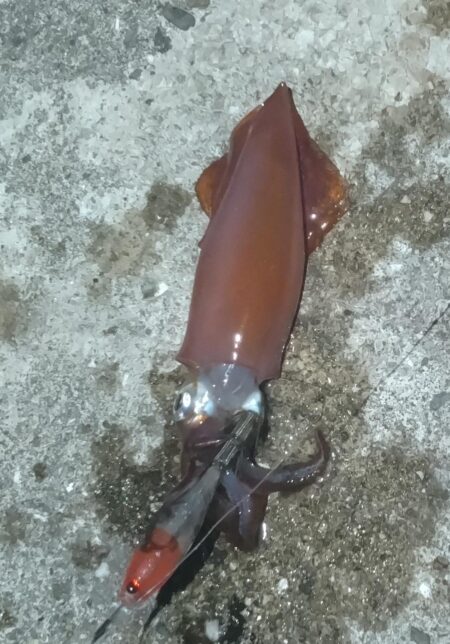 ケンサキイカ