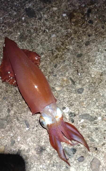 ケンサキイカも終わり