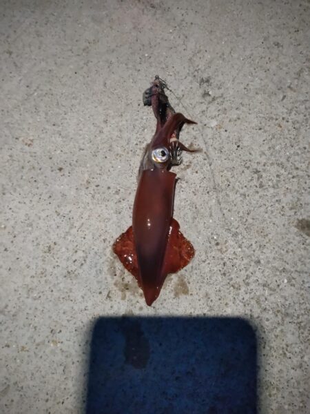 モンゴウイカ