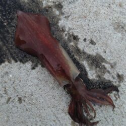 ケンサキ釣り