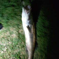 2日連続釣行