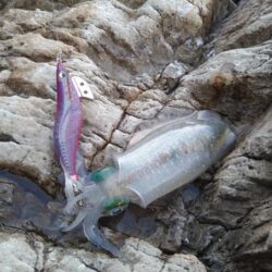 青物は居ない