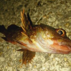 ウキ釣り根魚狙い🎣