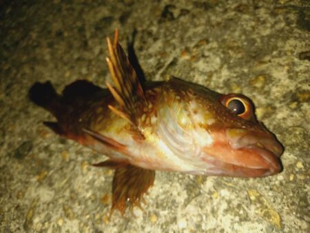 ウキ釣り根魚狙い🎣
