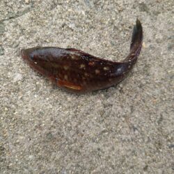子どもたちのガシラデー。