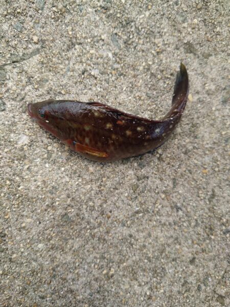 子どもたちのガシラデー。