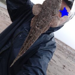雨の中、マゴチが釣れました!
