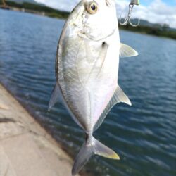 メッキとマゴチが釣れました!