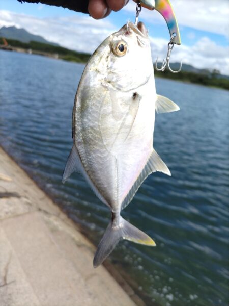 メッキとマゴチが釣れました!