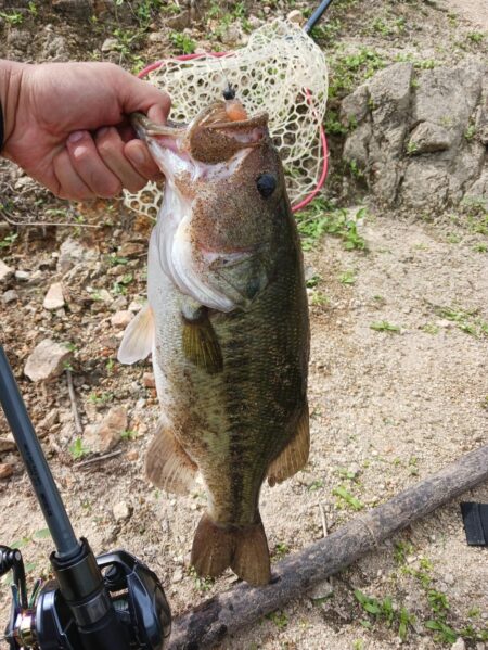 ハイプレッシャーの中、ボトムで数釣り