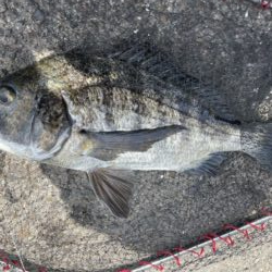 イチノ兄弟、釣果！