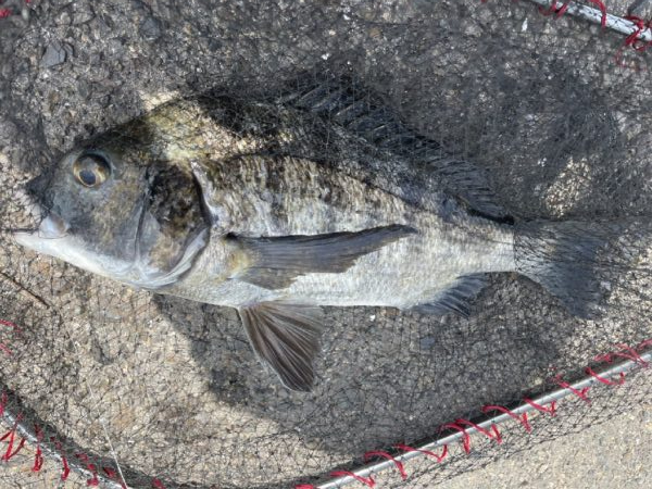 イチノ兄弟、釣果！