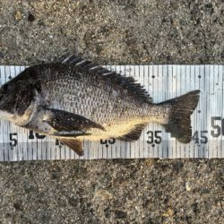 イチノ兄弟、釣果！