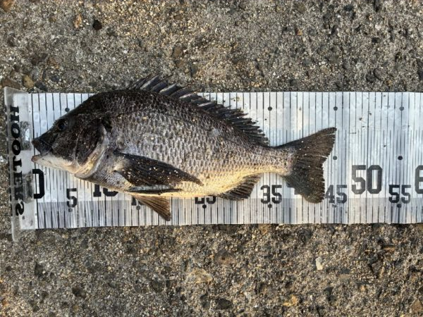 イチノ兄弟、釣果！