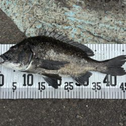 イチノ兄弟、釣果！