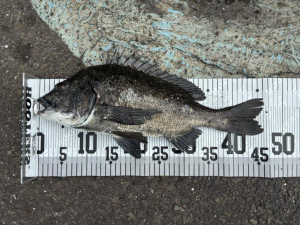 イチノ兄弟、釣果！