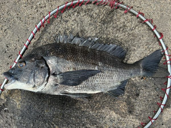 イチノ兄弟、釣果!