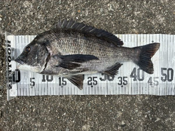 イチノ兄弟、釣果！