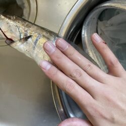 2026和歌山太刀魚開幕!!!