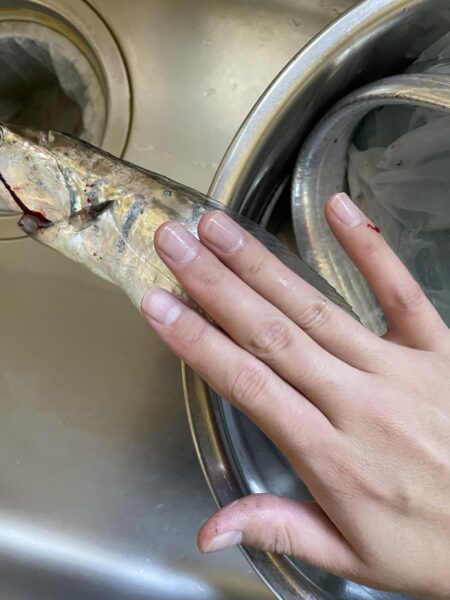 2026和歌山太刀魚開幕!!!