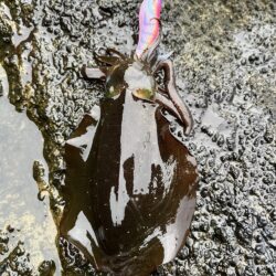 エギング