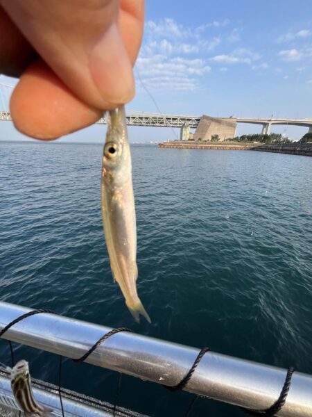 アジは好調、成長中