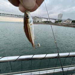 アジ成長中